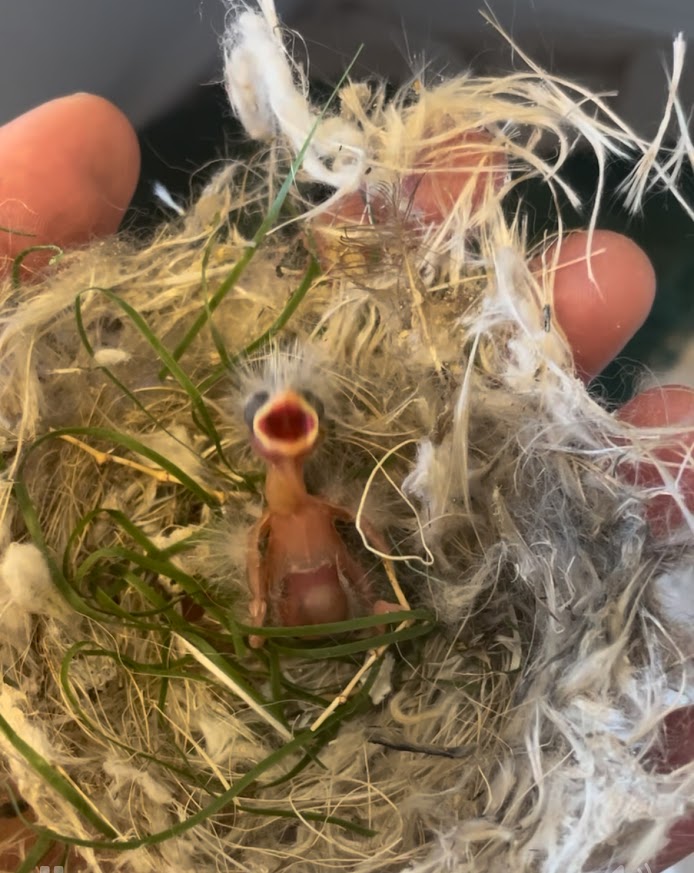 A tiny, hairless animal with closed eyes and an open mouth, surrounded by feathers and grass, held by a person's hand.