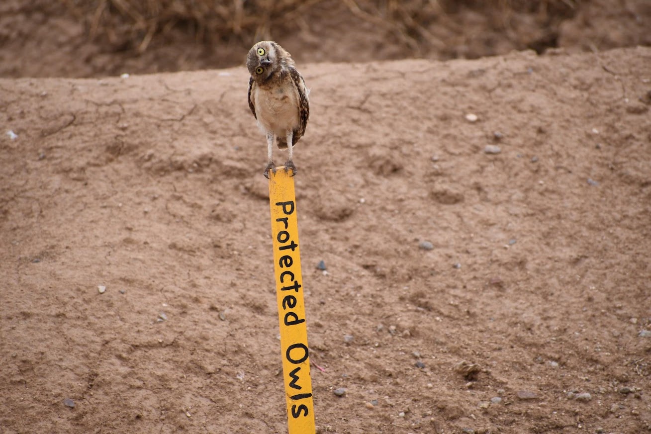 Owl perched on a yellow stick with black text, on a dirt ground, facing forward.